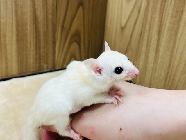 フクロモモンガ