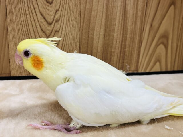 オカメインコ