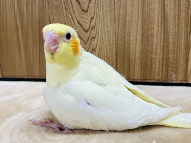 オカメインコ