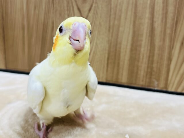 オカメインコ