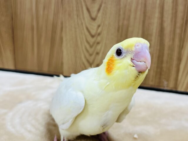オカメインコ