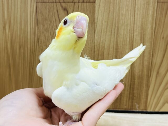 オカメインコ