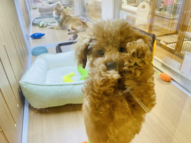 トイプードル