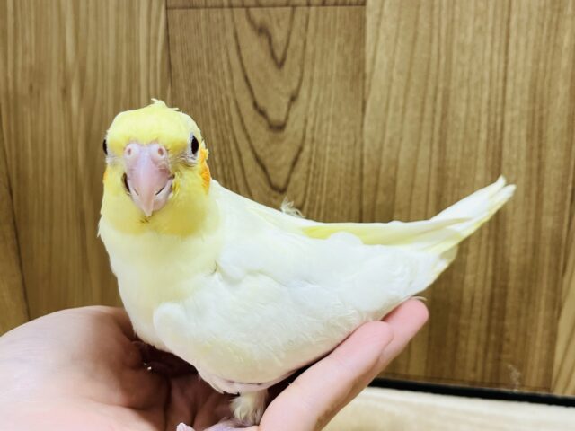 オカメインコ