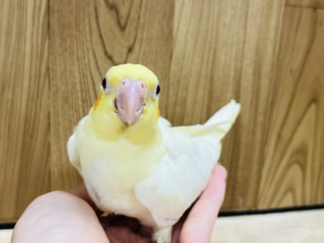 オカメインコ
