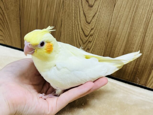 オカメインコ