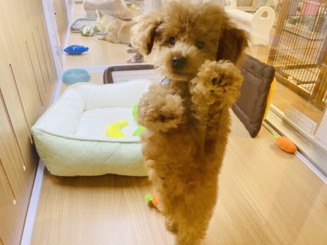 トイプードル