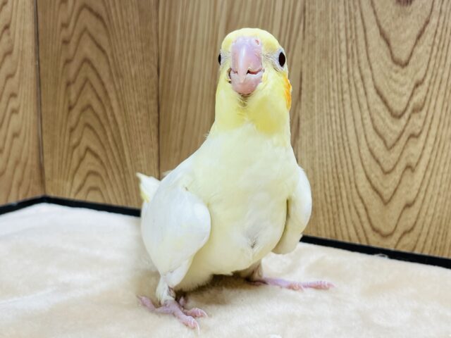 オカメインコ