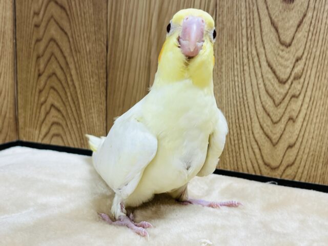 オカメインコ