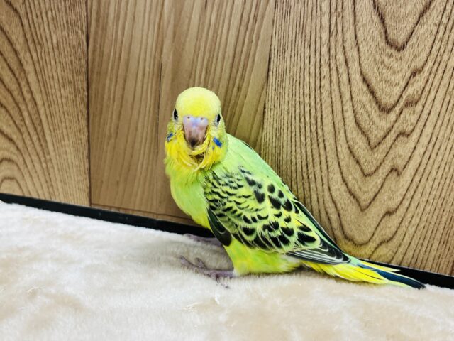 セキセイインコ