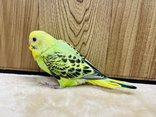 セキセイインコ