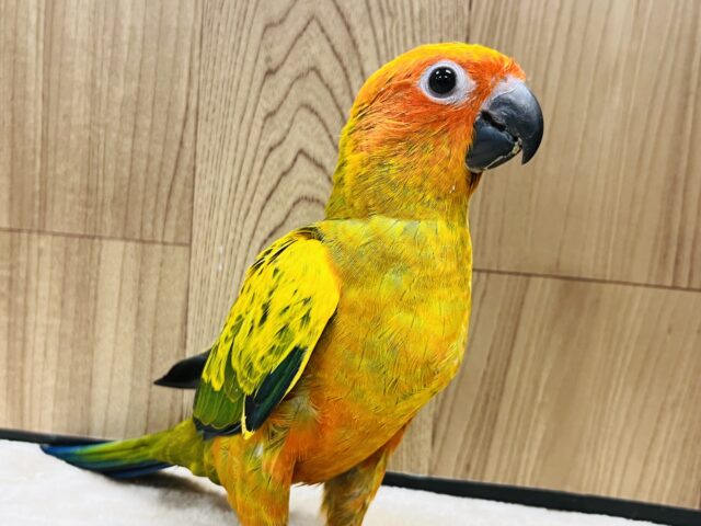 コガネメキシコインコ