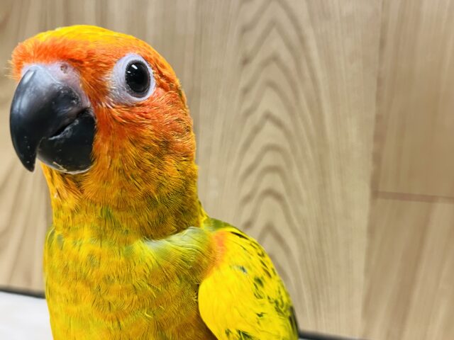 コガネメキシコインコ