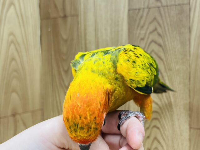 コガネメキシコインコ