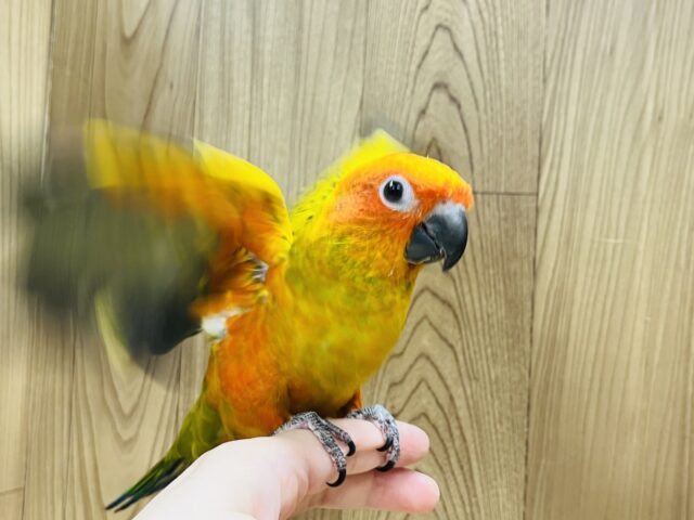 コガネメキシコインコ