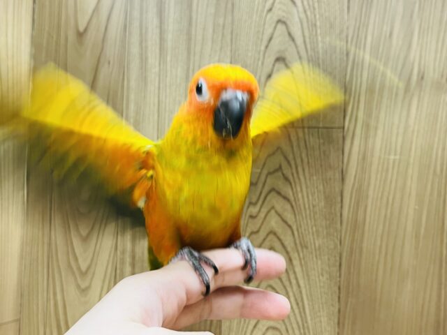 コガネメキシコインコ