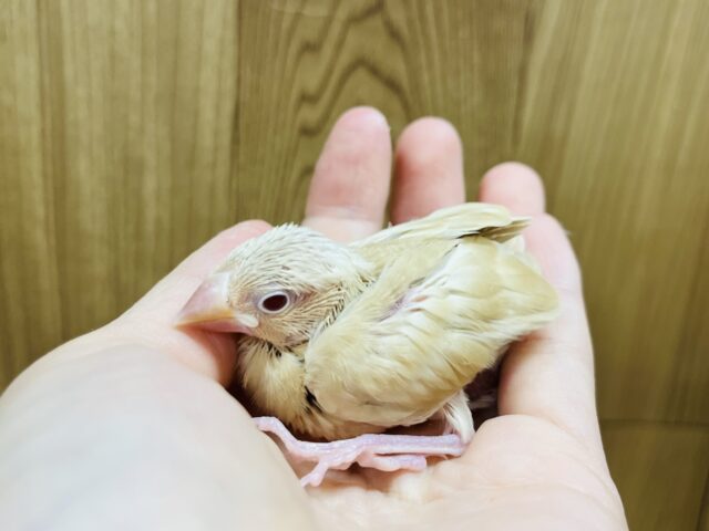 シナモン文鳥