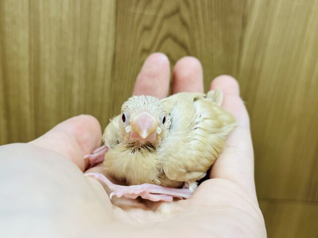 シナモン文鳥