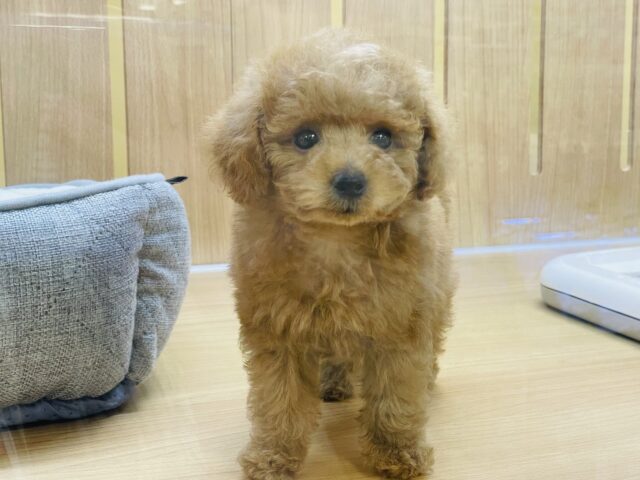 トイプードル