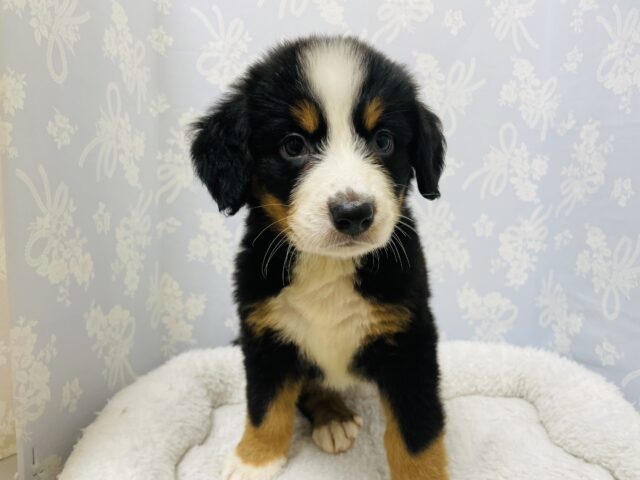 バーニーズマウンテンドッグ