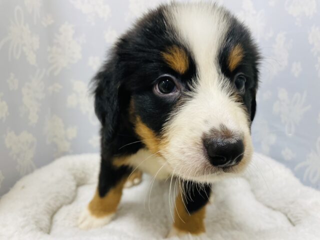 バーニーズマウンテンドッグ