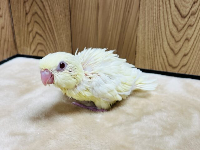 サザナミインコ