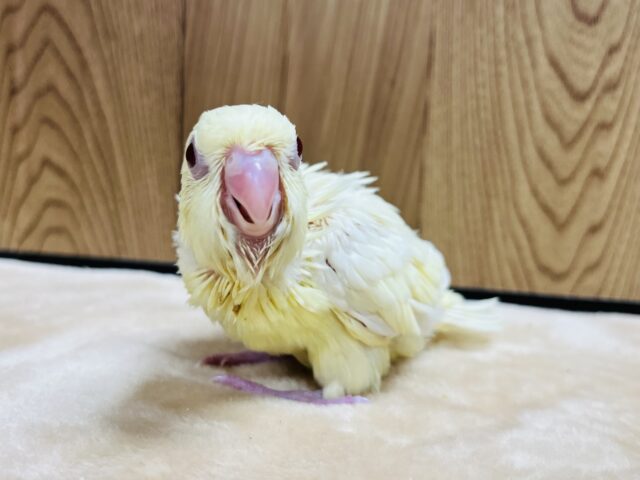 サザナミインコ