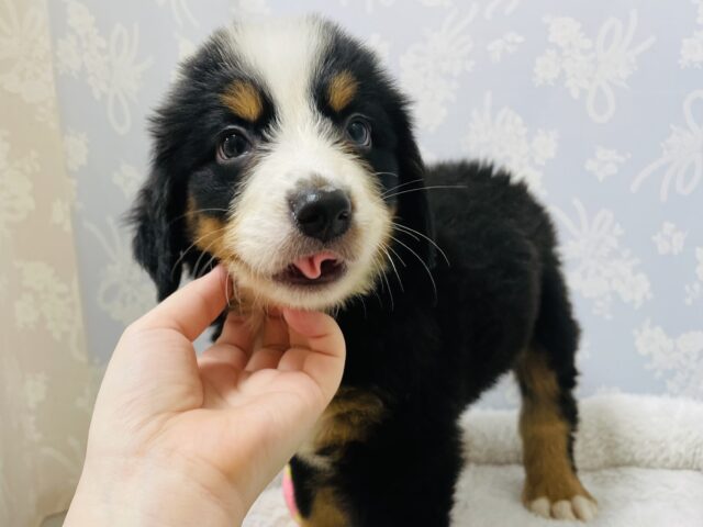 バーニーズマウンテンドッグ