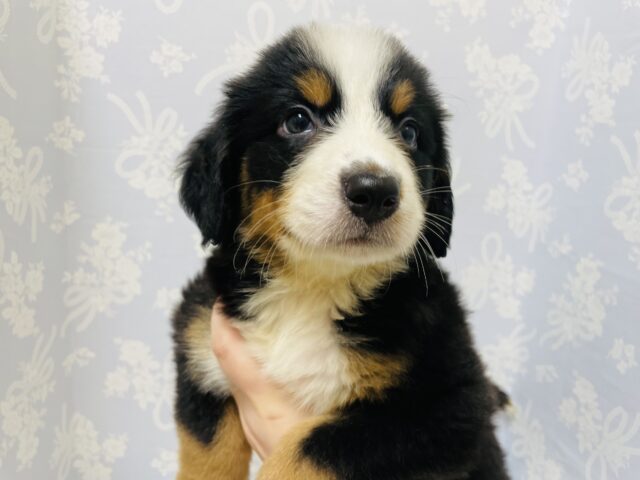 バーニーズマウンテンドッグ