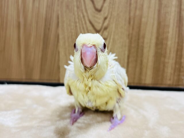 サザナミインコ