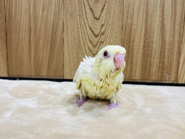 サザナミインコ
