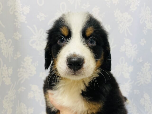 バーニーズマウンテンドッグ