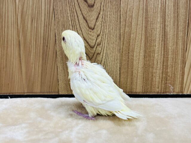 サザナミインコ
