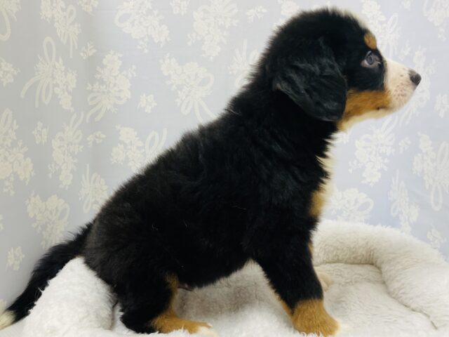 バーニーズマウンテンドッグ