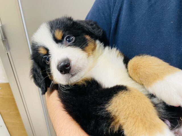 バーニーズマウンテンドッグ