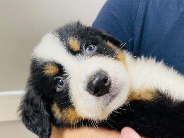 バーニーズマウンテンドッグ