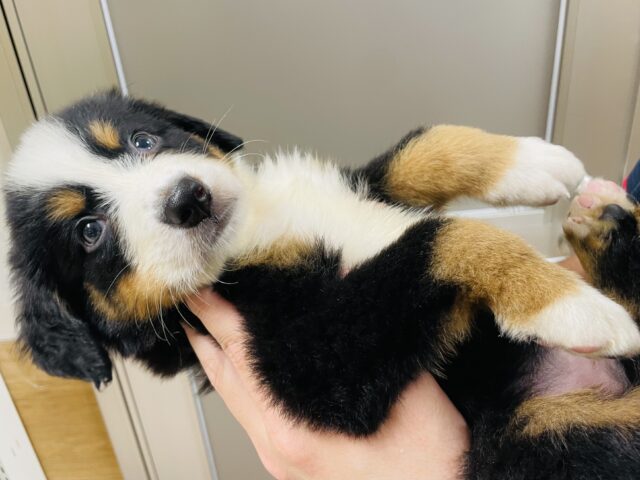 バーニーズマウンテンドッグ