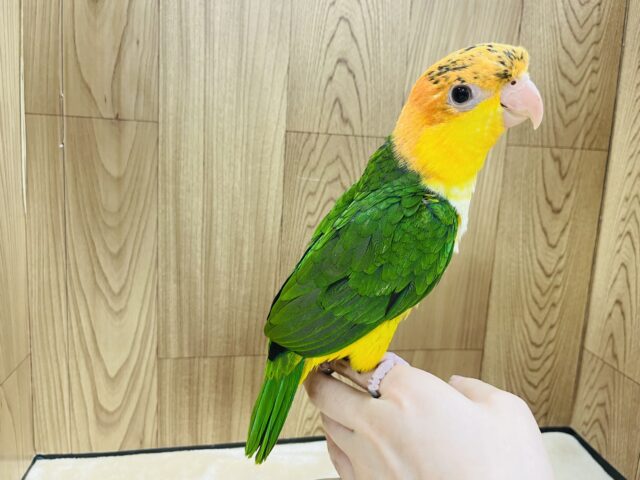 シロハラインコ