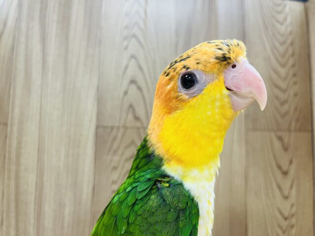 シロハラインコ