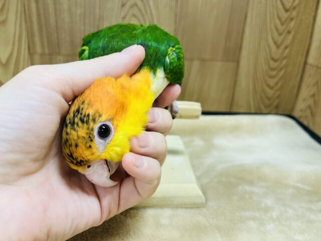 シロハラインコ