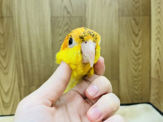 シロハラインコ