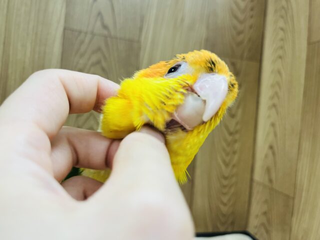 シロハラインコ