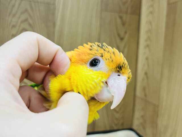 シロハラインコ