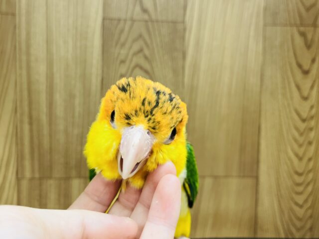シロハラインコ