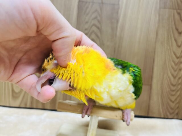 シロハラインコ