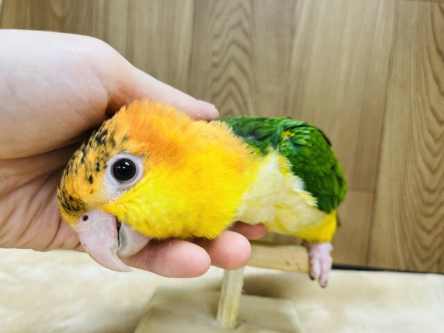シロハラインコ