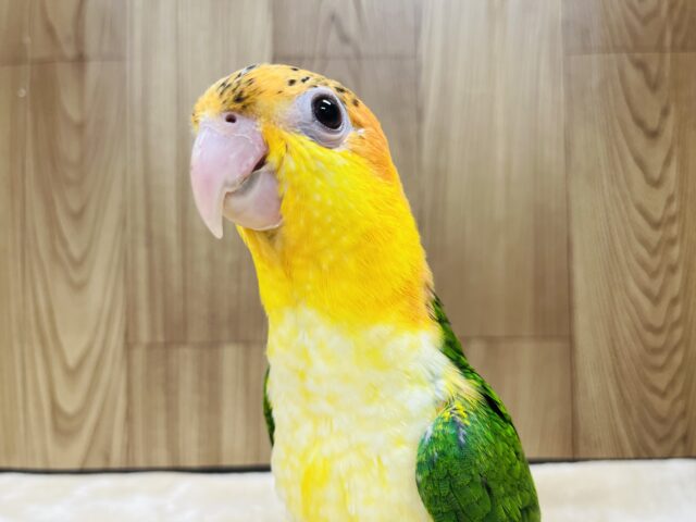 シロハラインコ