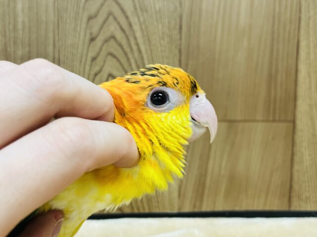 シロハラインコ