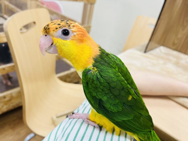 シロハラインコ