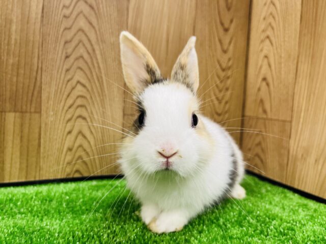 ネザーランドドワーフ